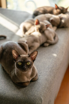 brown burmese cat and kittens lying on the couch at home