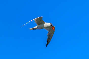 Fototapeta na wymiar Caspian Tern in Flight at Lake Erie Metropark, near Rockwood, Michigan.