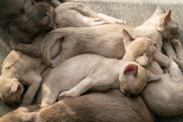 beige burmese kittens lying on the couch at home