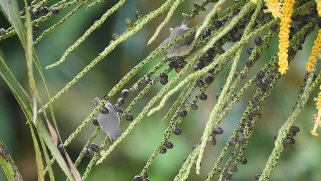 Zosterops Mauritianus birds eating from drupes of palm tree in Mauritius 