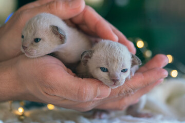 small beige Burmese kittens on the palm