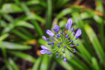 flowers in the garden