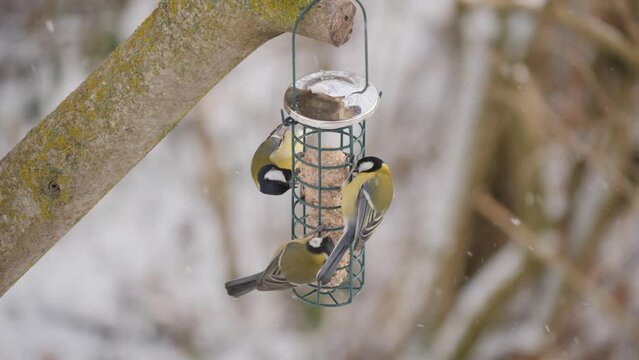 Group of great tits eat fat balls in snow.