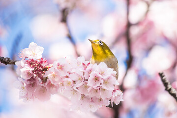 桜とメジロ
cherry blossoms and white-eye bird