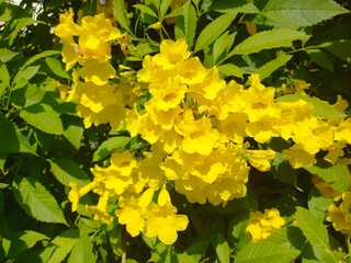 yellow flowers in spring