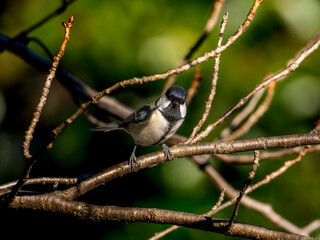 木の枝にとまるシジュウカラ