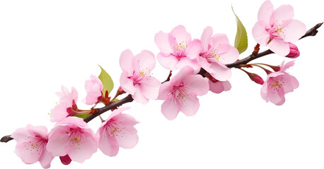 Peach blossom branch isolated on transparent background. PNG