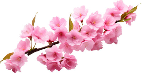 Peach blossom branch isolated on transparent background. PNG