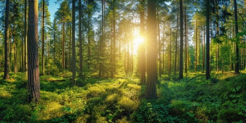 Beautiful forest panorama with bright sun shining through the trees - obrazy, fototapety, plakaty