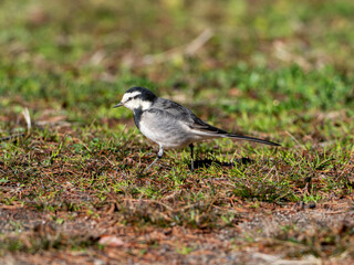 地面を歩くハクセキレイ