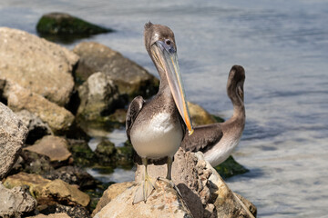 Brown Pelican (Pelecanus occidentalis) on the island of Aruba. Standing on rocks near the shore; water in the background. 
