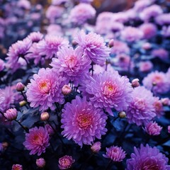 Obraz premium Aster China Flower Realistic AI Generated pictures