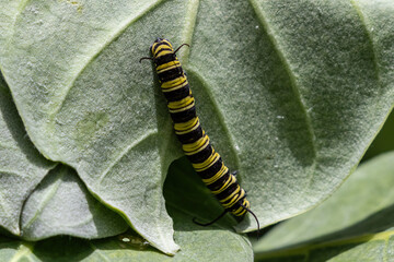 Caterpillar of Monarch Butterfly (Danaus erippus) in Aruba. Black & Yellow striped; crawling on milkweed leaf. 
