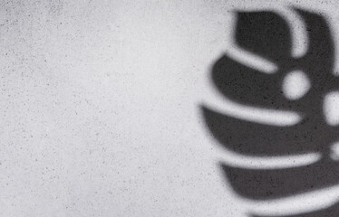 Shadows from monstera leaves