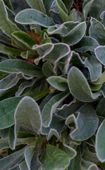 霜に覆われた冬の朝の銀色の葉