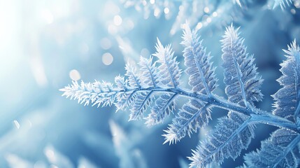 Fern fronds adorned with frost, showcasing fluid and calming forms in winter.