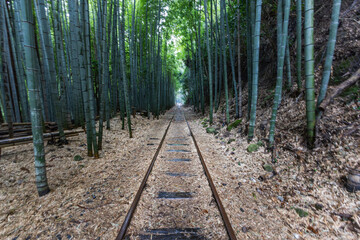 森の中の廃線レール　Abandoned railway line in the forest