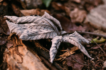 falling leaves on the ground
