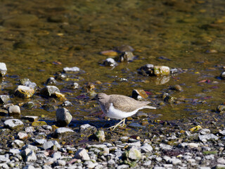 川原で採食するイシシギ