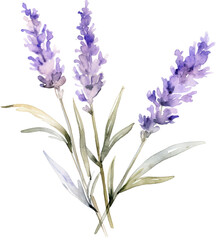 Naklejka premium Bunch of lavender isolated on transparent background. PNG
