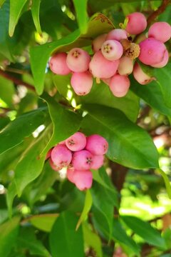 close up of pink fruit Lilly Pilly berries on plant in Sydney, Australia