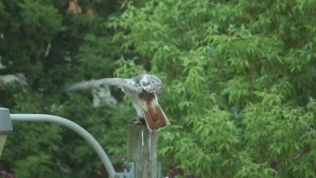 Red-tailed hawk on lamp post grips dead squirrel with talons and feasting on it