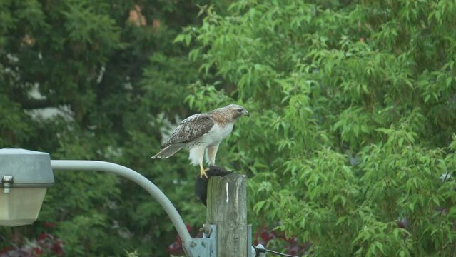 Red tail hawk on lamp post ripping into its dead prey squirrel, telephoto