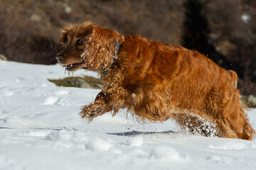 English cocker spaniel running on white snow