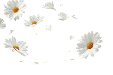 daisies on transparent background © masud