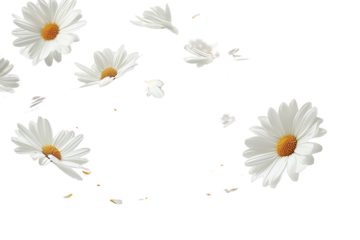 daisies on transparent background