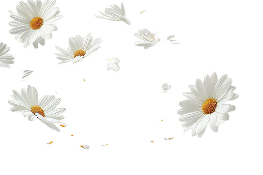 daisies on transparent background