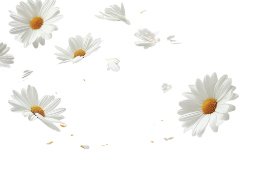 daisies on transparent background - Powered by Adobe