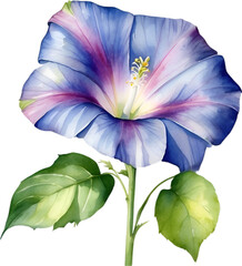 Watercolor painting of a Morning Glory flower. 
