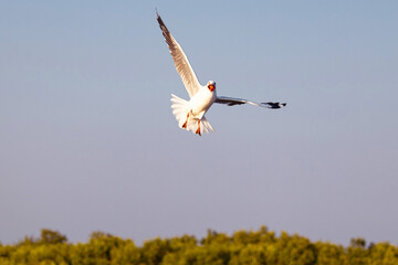 Seagulls flying in the sky seabirds, seagulls. Close-up seagull shot. Nature of wildlife at Bang Pu Recreation Center Samut Prakan Thailand.