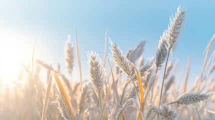Fototapeta premium Wheat Field with Blue Sky