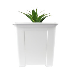 plant in a flowerpot