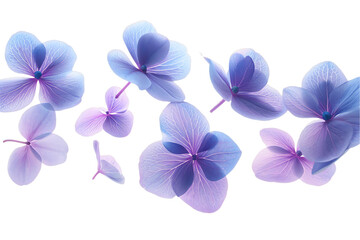 Obraz premium flowers