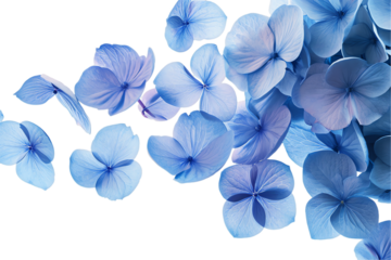 blue flowers background