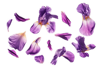 purple iris flower - obrazy, fototapety, plakaty