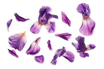 Gordijnen purple iris flower © masud