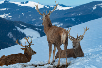 Drei junge Hirsche im Schnee