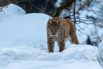 Luchs im Winter