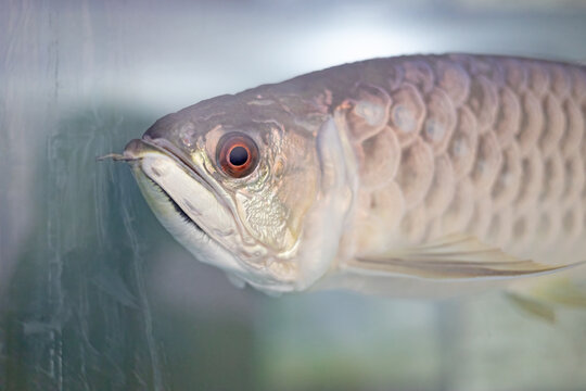Close-up of Arowana in the aquarium. Headshot of Arowana.