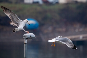 Funny Seagull Landing and Coastal Skirmish