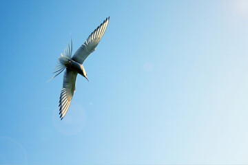  river tern in flight in the sky