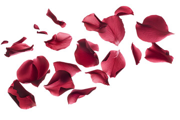 Red Rose Petals on White - Romantic Floral Decoration for Weddings, and Celebrations