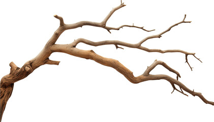 Fototapeta premium Dry tree branches isolated on transparent background. PNG