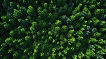 Dense treetops from above, a vibrant sea of forest green.
