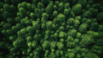 Aerial view of a dense green forest canopy, signifying lush nature.