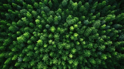 Abwaschbare Fototapete Dense, vibrant green forest canopy from a bird's-eye perspective. © AdriFerrer